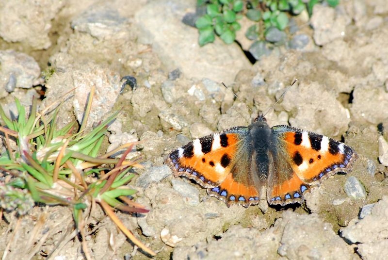 le belle...addormentate nel bosco